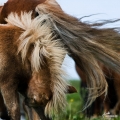 shetland | fotografie