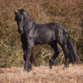 Fríský kůň | fotografie