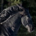 Fríský kůň | fotografie