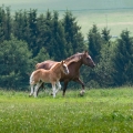 Norik | fotografie