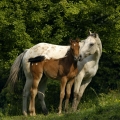 Appaloosa | fotografie
