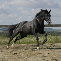 Welsh Part Bred | fotografie