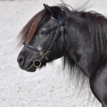 Shetland pony | fotografie