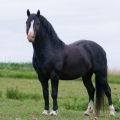 Welsh pony of cob type | fotografie