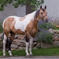 American Paint Horse | fotografie