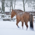 Quarter horse | fotografie