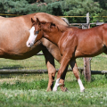 American Quarter Horse | fotografie