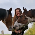 American Paint Horse | fotografie