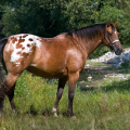 Appaloosa | fotografie