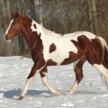 American Paint Horse | fotografie