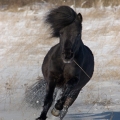 Shetland pony | fotografie