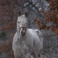 531 Drest To Impress | fotografie