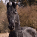 Fríský kůň | fotografie
