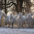 Starokladrubský kůň | fotografie