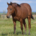 American Quarter Horse | fotografie
