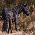 Fríský kůň | fotografie