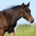 American Quarter Horse | fotografie