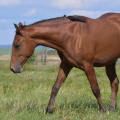 American Quarter Horse | fotografie