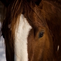 American Paint Horse | fotografie