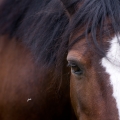 Welsh mountain pony | fotografie