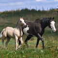 American Paint Horse | fotografie