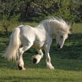Fell pony | fotografie