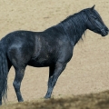 Morgan horse | fotografie
