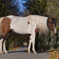 American Paint Horse | fotografie