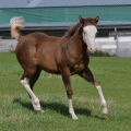 American Paint Horse | fotografie