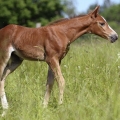 American Quarter Horse | fotografie