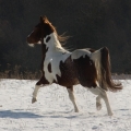 American paint horse | fotografie