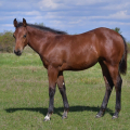 American Quarter Horse | fotografie
