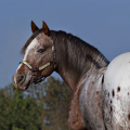 Appaloosa | fotografie