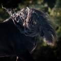 temná elegance | fotografie