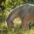 American Quarter Horse | fotografie