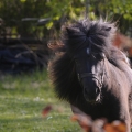 Shetland pony | fotografie