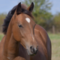 American Quarter Horse | fotografie