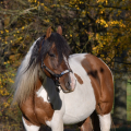 American Paint Horse | fotografie