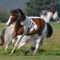 American Paint Horse | fotografie