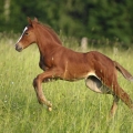 American Quarter Horse | fotografie