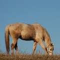 kinský kůň | fotografie