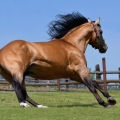 American Quarter Horse | fotografie