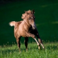 American Quarter Horse | fotografie