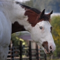 American Paint Horse | fotografie