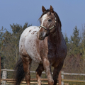 Appaloosa | fotografie