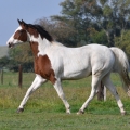 American Paint Horse | fotografie